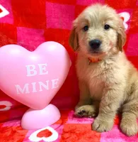 AKC Orange, a male Golden Retriever for sale in Monroe City, IN – Photo 2 of 2