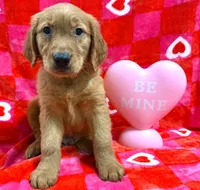 Yellow Collar AKC, a male Golden Retriever for sale in Monroe City, IN – Photo 1 of 2