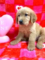 AKC Silver, a male Golden Retriever for sale in Monroe City, IN – Photo 2 of 2