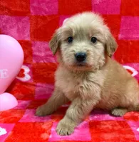 AKC Tiny, a male Golden Retriever for sale in Monroe City, IN – Photo 2 of 2
