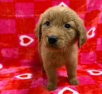 AKC White, a male Golden Retriever for sale in Monroe City, IN – Photo 2 of 2