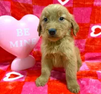 AKC White, a male Golden Retriever for sale in Monroe City, IN – Photo 1 of 2