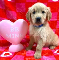 AKC Blue, a male Golden Retriever for sale in Monroe City, IN – Photo 1 of 2