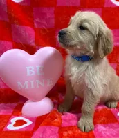 AKC Blue, a male Golden Retriever for sale in Monroe City, IN – Photo 2 of 2