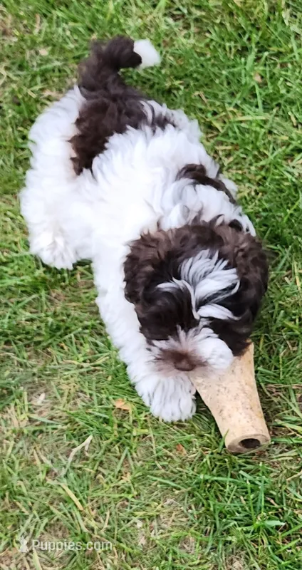 Wyatt – Miniature Schnauzer puppy for sale in Plover, WI