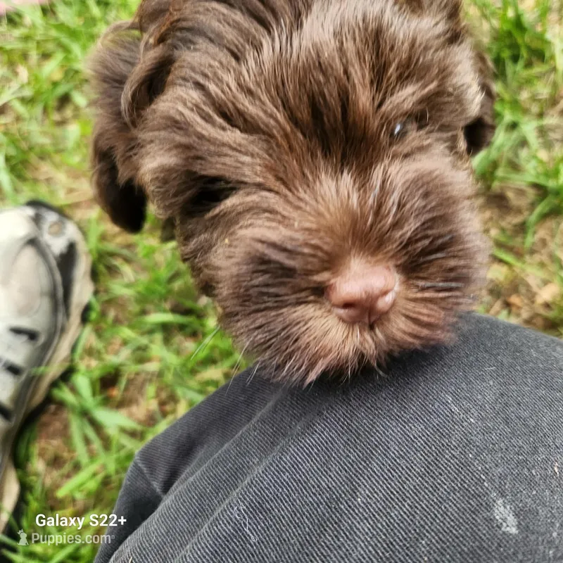 Little Bear – Miniature Schnauzer puppy for sale in Plover, WI