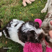 Wyatt, a male Miniature Schnauzer for sale in Plover, WI – 4 of 7