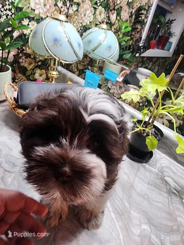 Wyatt – Miniature Schnauzer puppy for sale in Plover, WI
