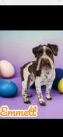 Wyatt, a male Miniature Schnauzer for sale in Plover, WI – 7 of 7