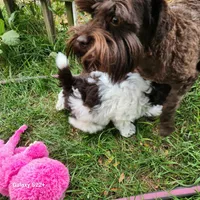 Wyatt, a male Miniature Schnauzer for sale in Plover, WI – 2 of 7