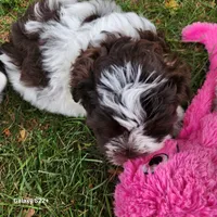 Wyatt, a male Miniature Schnauzer for sale in Plover, WI – 3 of 7