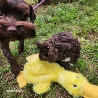 Little Bear, a male Miniature Schnauzer for sale in Plover, WI – 3 of 6