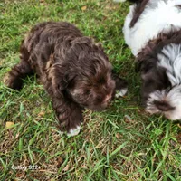 Little Bear, a male Miniature Schnauzer for sale in Plover, WI – 2 of 6