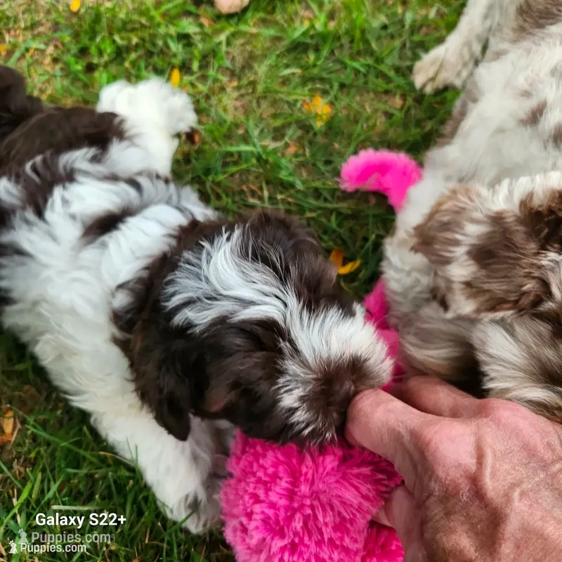 Wyatt – Miniature Schnauzer puppy for sale in Plover, WI
