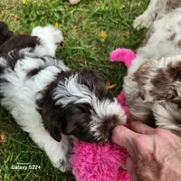 Wyatt, a male Miniature Schnauzer for sale in Plover, WI – 5 of 7