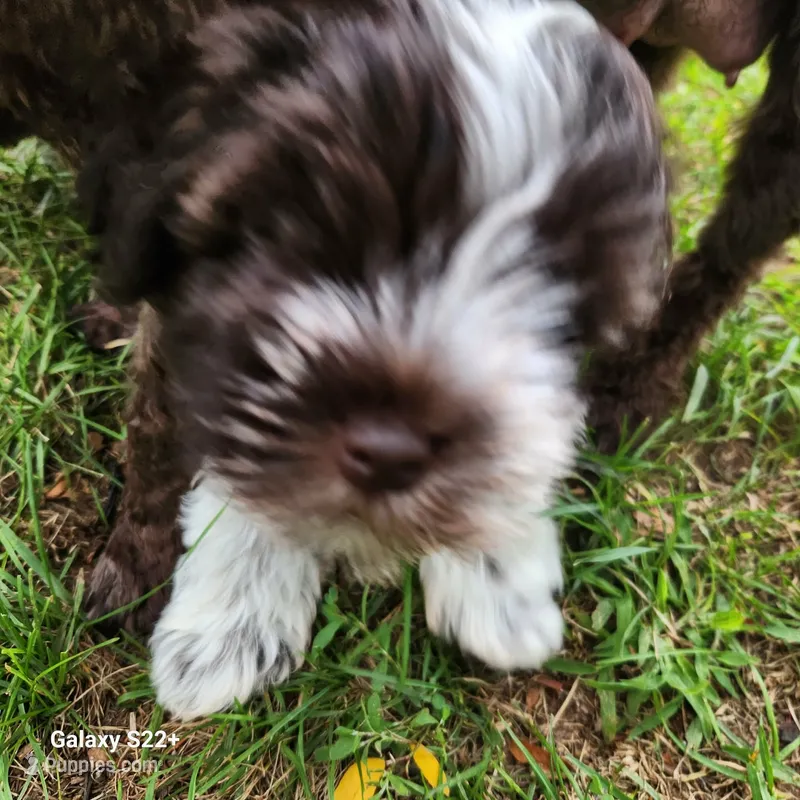 Wyatt – Miniature Schnauzer puppy for sale in Plover, WI