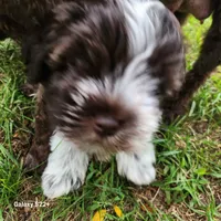Wyatt, a male Miniature Schnauzer for sale in Plover, WI – 1 of 7