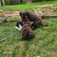Wyatt, a male Miniature Schnauzer for sale in Plover, WI – 6 of 7