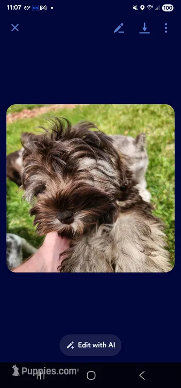 Sugar – Miniature Schnauzer puppy for sale in Plover, WI