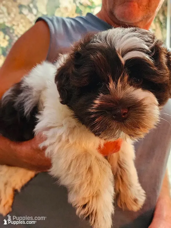 Wyatt – Miniature Schnauzer puppy for sale in Plover, WI