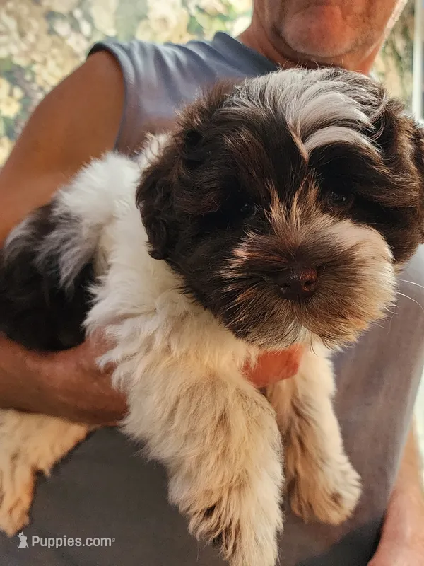 Wyatt – Miniature Schnauzer puppy for sale in Plover, WI