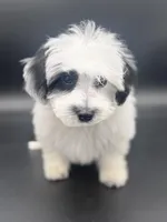 DUKE, a male Maltipoo for sale in North Barrington, IL – Photo 2 of 3