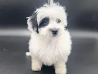 DUKE, a male Maltipoo for sale in North Barrington, IL – Photo 3 of 3