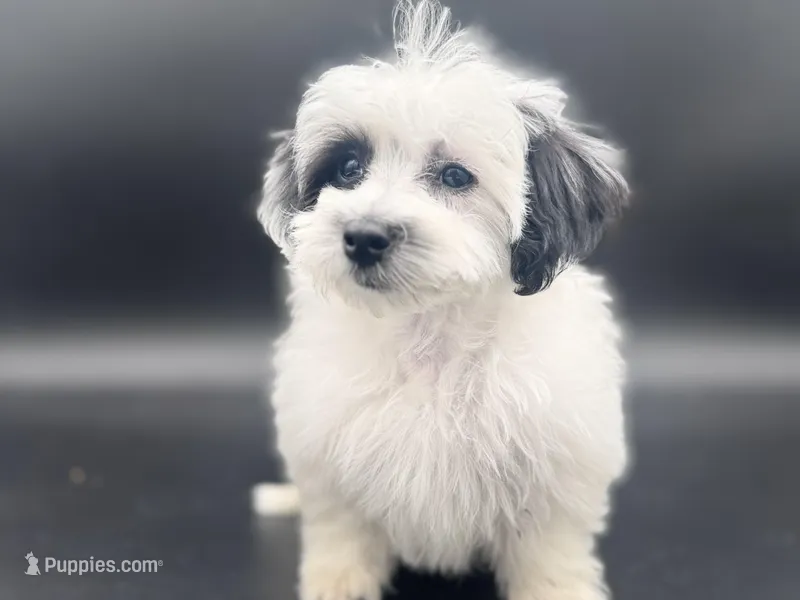 DUKE – Maltipoo puppy for sale in North Barrington, IL