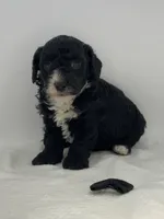 Romeo, a male Poodle - Toy  for sale in North Barrington, IL – Photo 3 of 3