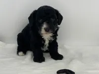 Romeo, a male Poodle - Toy  for sale in North Barrington, IL – Photo 2 of 3