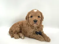 Benny, a male Miniature Goldendoodle for sale in North Barrington, IL – Photo 2 of 2