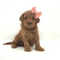 Julie, a female Miniature Goldendoodle for sale in North Barrington, IL – Photo 1 of 2