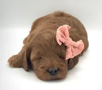 Julie, a female Miniature Goldendoodle for sale in North Barrington, IL – Photo 2 of 2