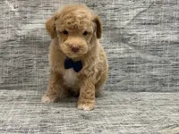 Peanut, a male Poodle - Toy  for sale in North Barrington, IL – Photo 2 of 2