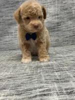 Peanut, a male Poodle - Toy  for sale in North Barrington, IL – Photo 1 of 2