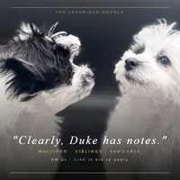 Duchess, a female Maltipoo for sale in North Barrington, IL – Photo 4 of 4