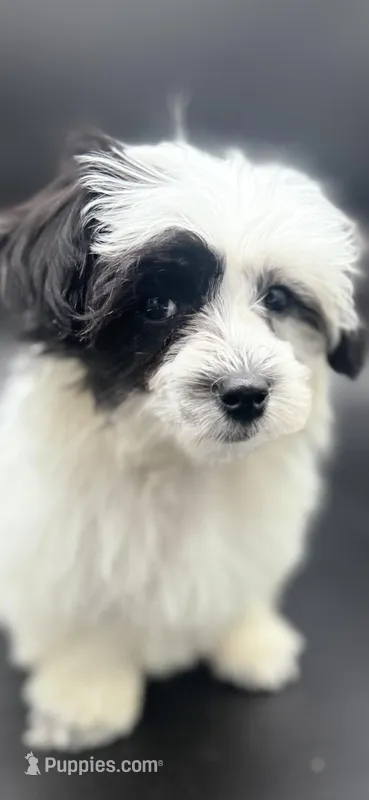 Duchess – Maltipoo puppy for sale in North Barrington, IL