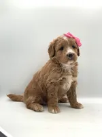 Gemma, a female Miniature Goldendoodle for sale in North Barrington, IL – Photo 2 of 2