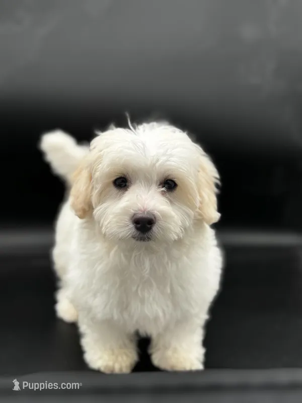 nimbus, a male Maltipoo for sale in North Barrington, IL – Photo 1 of 2