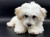 nimbus, a male Maltipoo for sale in North Barrington, IL – Photo 2 of 2