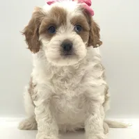Sugar, a female Cavapoo for sale in North Barrington, IL – Photo 1 of 2