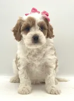 Sugar, a female Cavapoo for sale in North Barrington, IL – Photo 1 of 2