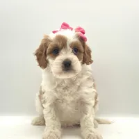 Sugar, a female Cavapoo for sale in North Barrington, IL – Photo 2 of 2