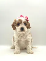 Sugar, a female Cavapoo for sale in North Barrington, IL – Photo 2 of 2