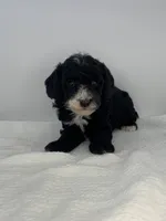 Valentino, a male Poodle - Toy  for sale in North Barrington, IL – Photo 1 of 3