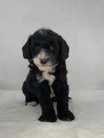 Valentino, a male Poodle - Toy  for sale in North Barrington, IL – Photo 3 of 3