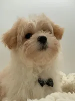 titan, a male Maltipoo for sale in North Barrington, IL – Photo 4 of 4