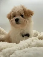 titan, a male Maltipoo for sale in North Barrington, IL – Photo 3 of 4