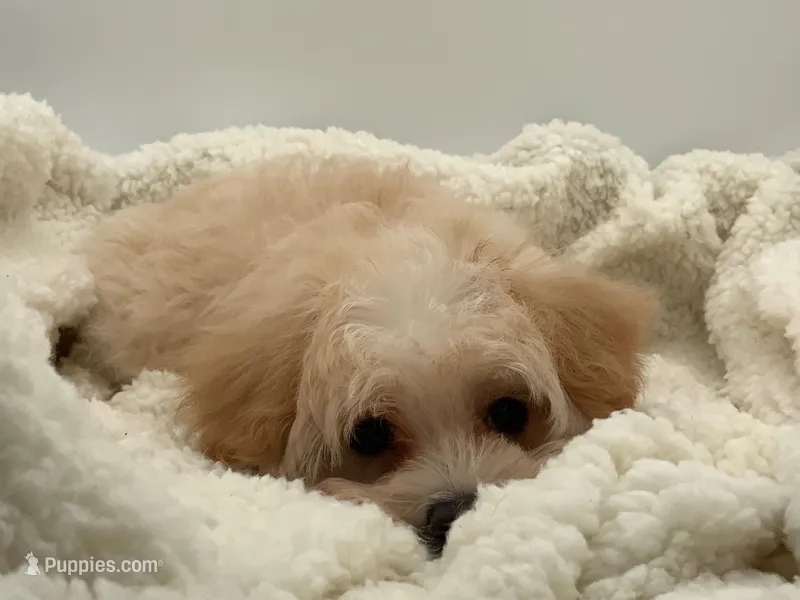 titan – Maltipoo puppy for sale in North Barrington, IL