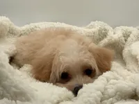 titan, a male Maltipoo for sale in North Barrington, IL – Photo 1 of 4